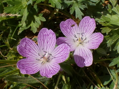 Geranium subargenteum