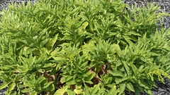 Solidago azorica