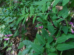 Vicia sylvatica