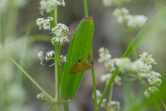 Mecyna flavalis