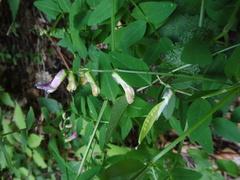 Vicia sylvatica