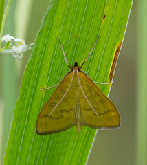 Mecyna flavalis
