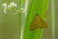 Mecyna flavalis