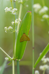 Mecyna flavalis