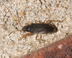 Perigenes similis