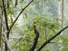 Chlorodrepanis virens wilsoni