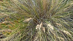 Festuca petraea