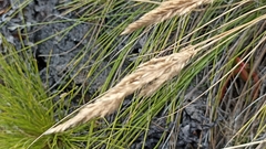 Festuca petraea