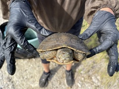 Trachemys decussata