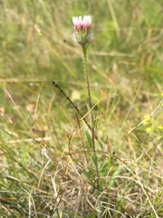 Erigeron borealis
