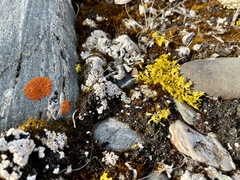 Vulpicida juniperinus