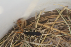 Gnamptopelta obsidianator