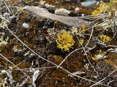 Vulpicida juniperinus