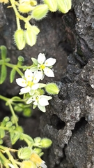 Spergularia azorica