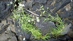 Spergularia azorica