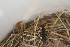 Gnamptopelta obsidianator