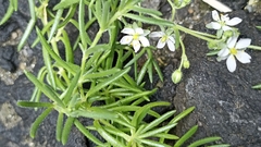 Spergularia azorica