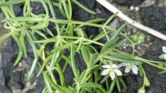 Spergularia azorica