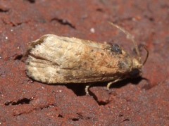 Ecdytolopha mana