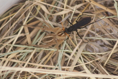 Gnamptopelta obsidianator