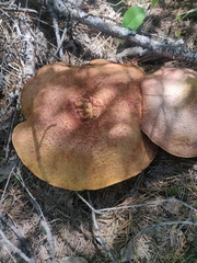 Suillus ochraceoroseus