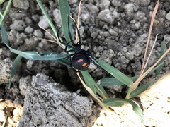 Steatoda paykulliana