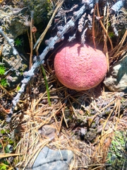 Suillus ochraceoroseus