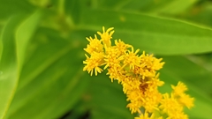 Solidago azorica