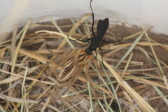 Gnamptopelta obsidianator