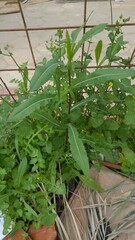 Sonchus tenerrimus