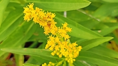 Solidago azorica