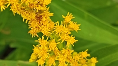 Solidago azorica