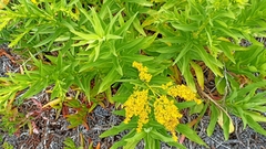 Solidago azorica