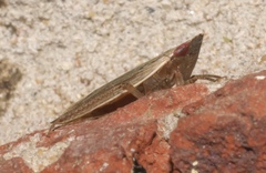 Dorydiella