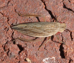 Dorydiella