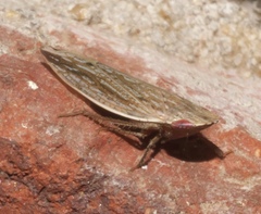 Dorydiella