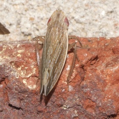 Dorydiella