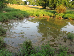 Bacopa rotundifolia
