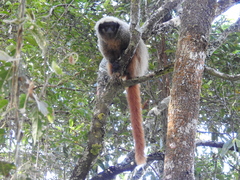 Callicebus nigrifrons