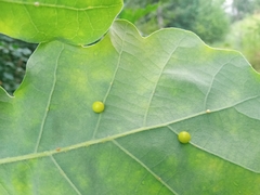 Cynips quercusfolii
