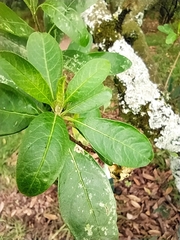 Cestrum mutisii