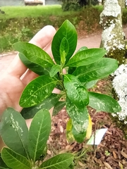 Cestrum mutisii