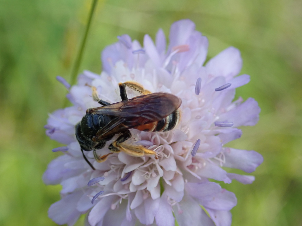 Large Scabious Mining Bee