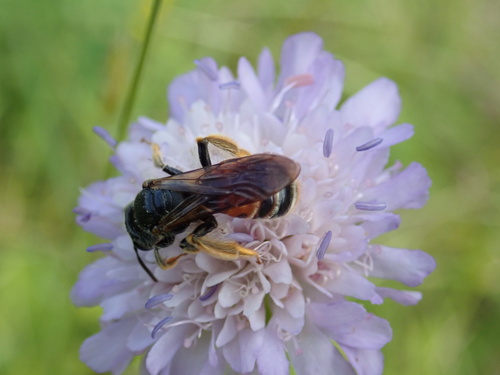 Large Scabious Mining Bee