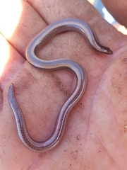 Scelotes bidigittatus