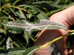 Phyllocnistis saligna