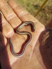 Scelotes bidigittatus