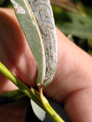 Phyllocnistis saligna