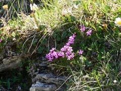 Primula hirsuta