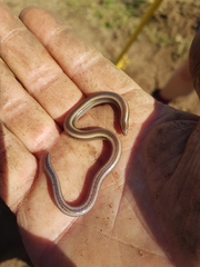 Scelotes bidigittatus